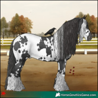 Horse Color:White Spotted Black Appaloosa