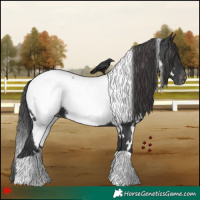 Horse Color:White Spotted Black Appaloosa 