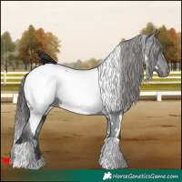 Horse Color:White Spotted Black Appaloosa