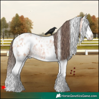 Horse Color:White Spotted Bay Roan Splash Appaloosa 
