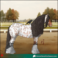 Horse Color:Bay Roan Appaloosa 