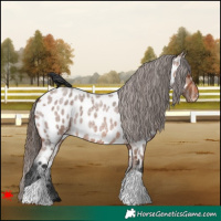 Horse Color:Bay Roan Appaloosa