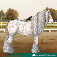 Horse Color:Red Roan Leopard 