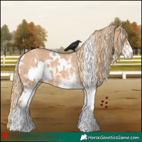 Horse Color:White Spotted Chestnut Appaloosa
