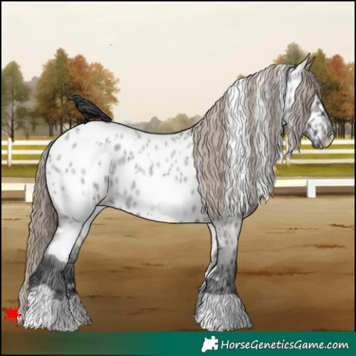 Horse Color:White Spotted Grullo Roan Near Leopard 