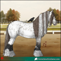 Horse Color:White Spotted Grullo Roan Appaloosa 