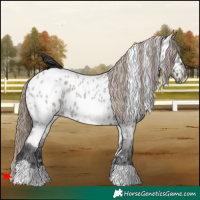 Horse Color:White Spotted Grullo Roan Appaloosa