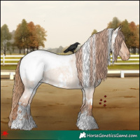 Horse Color:White Spotted Red Dun Roan Appaloosa 