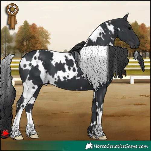 Horse Color:White Spotted Black 