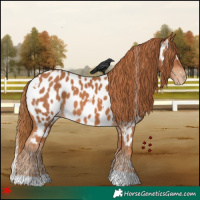 Horse Color:White Spotted Chestnut Near Leopard 