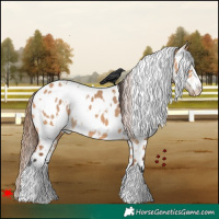 Horse Color:White Spotted Bay Dun Appaloosa 