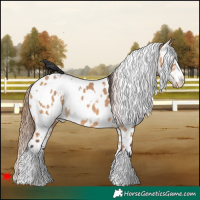 Horse Color:White Spotted Bay Dun Appaloosa 