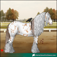 Horse Color:White Spotted Bay Dun Appaloosa 