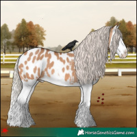 Horse Color:Silver Bay Dun Splash Appaloosa 