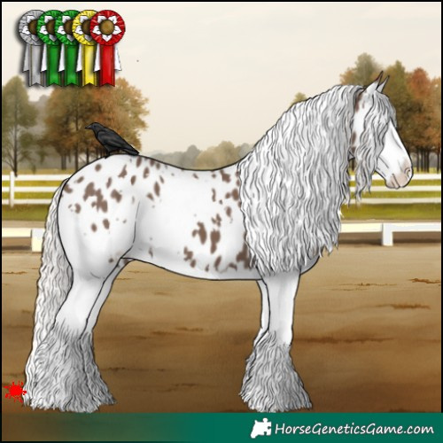 Horse Color:White Spotted Silver Black Splash Appaloosa 