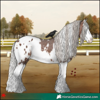 Horse Color:White Spotted Silver Brown Splash Appaloosa 