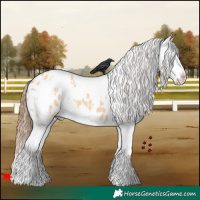 Horse Color:White Spotted Bay Dun Splash Appaloosa
