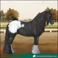Horse Color:Black Appaloosa 
