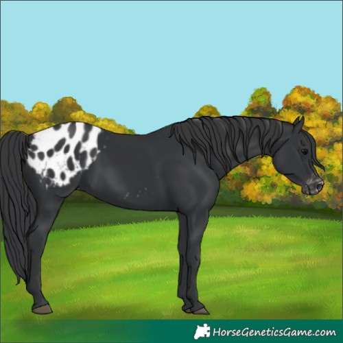 Horse Color:Black Appaloosa 