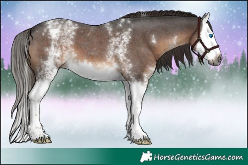 Horse Color:Gray White Spotted Liver Red Roan Splash 