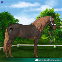 Horse Color:Liver Chestnut Rabicano 