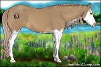 Horse Color:Palomino Roan Splash