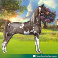 Horse Color:White Spotted Liver Chestnut Tobiano 
