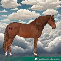 Horse Color:Chestnut Tobiano 