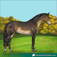 Horse Color:Buckskin 