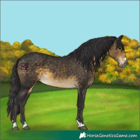 Horse Color:Buckskin