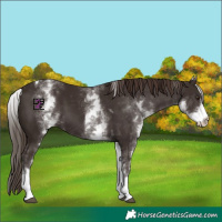 Horse Color:White Spotted Liver Chestnut Tobiano