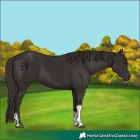 Horse Color:Liver Chestnut Tobiano 