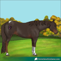 Horse Color:Liver Chestnut Tobiano 