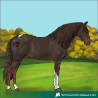 Horse Color:Liver Chestnut Tobiano