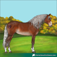 Horse Color:Silver Bay 