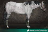 Horse Color:Platinum Brown Roan Dun Tobiano 