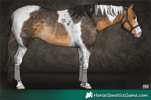 Horse Color:Buckskin Tobiano Rabicano 