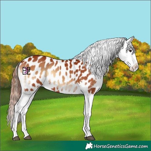 Horse Color:Red Onyx Near Leopard