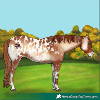 Horse Color:Red Onyx Appaloosa