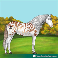 Horse Color:Red Onyx Appaloosa 