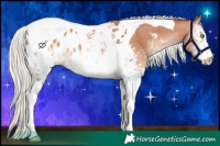 Horse Color:White Spotted Silver Amber Champagne Tobiano Appaloosa 