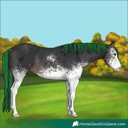 Horse Color:Painted White Spotted Brown Rabicano 
