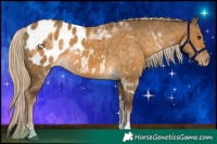 Horse Color:Chocolate Palomino Dun Tobiano Appaloosa 