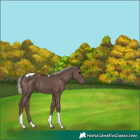 Horse Color:Silver Black Tobiano 