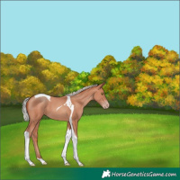 Horse Color:Silver Sable Champagne Tobiano