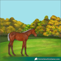 Horse Color:Silver Brown
