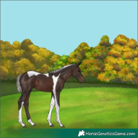 Horse Color:Silver Brown Tobiano 