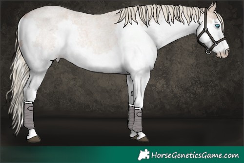 Horse Color:Red Dun Roan Mushroom Splash 