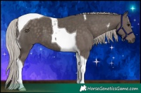 Horse Color:Silver Black Tobiano 