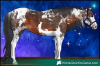 Horse Color:Brown Tobiano 